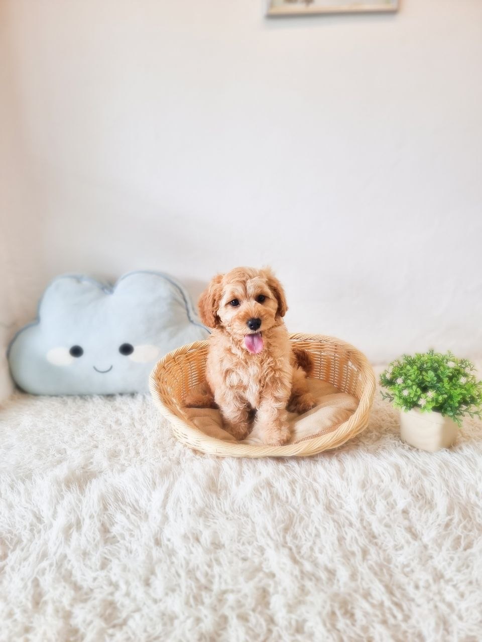 Mini Goldendoodle