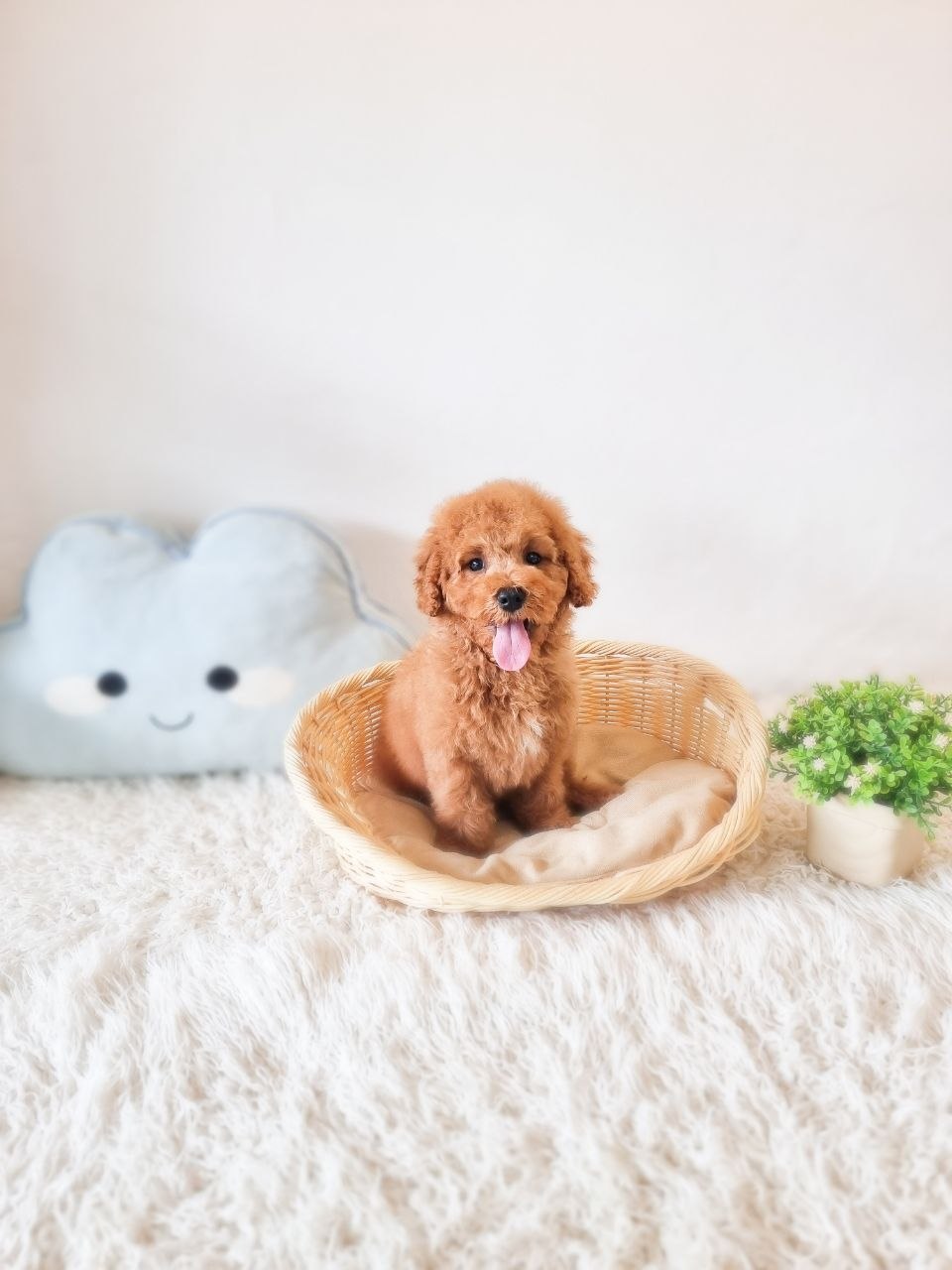 Mini Goldendoodle - Image 2