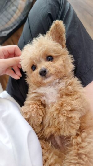 Tiny Poochon/Bichonpoo
