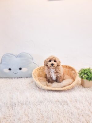 Tiny Maltipoo