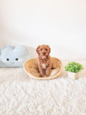 Mini Goldendoodle