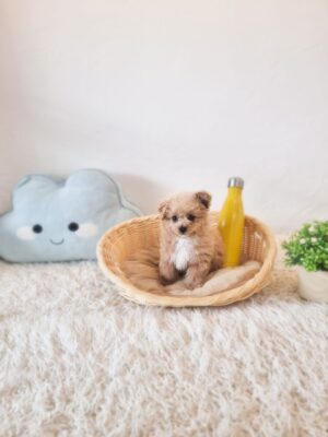 Tiny Poochon/Bichonpoo