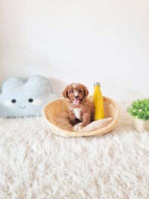 Cavapoo