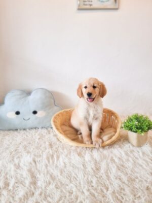Golden Retriever Australia