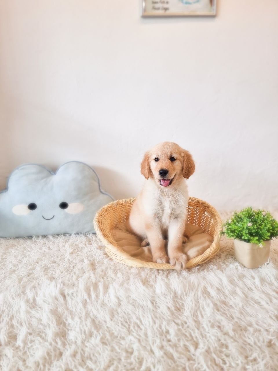 Golden Retriever Australia