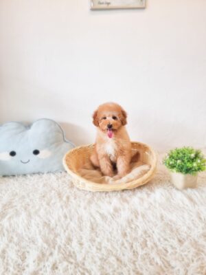 Toy Poodle