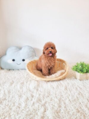 Toy Poodle