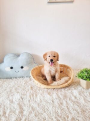 Golden Retriever Australia
