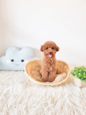 Toy Poodle