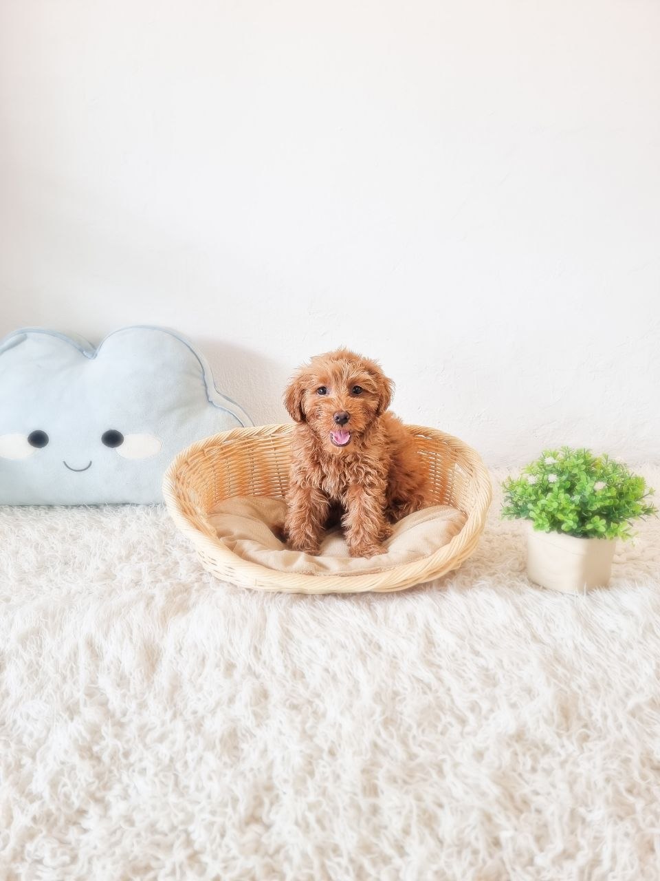 Mini Goldendoodle (Copy)