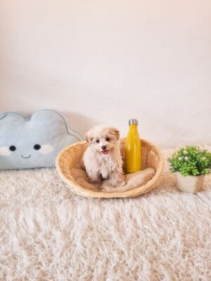 Tiny Maltipoo