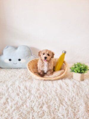 Tiny Maltipoo