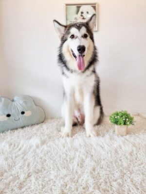 Alaskan Malamute (Gentle temperament)