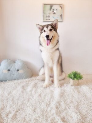 Alaskan Malamute (Gentle temperament)