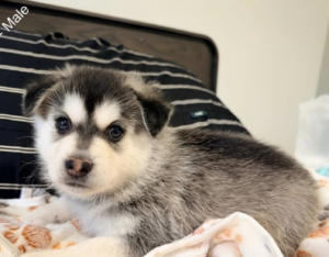 Pomsky for Reservation
