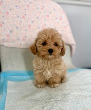 Maltipoo
