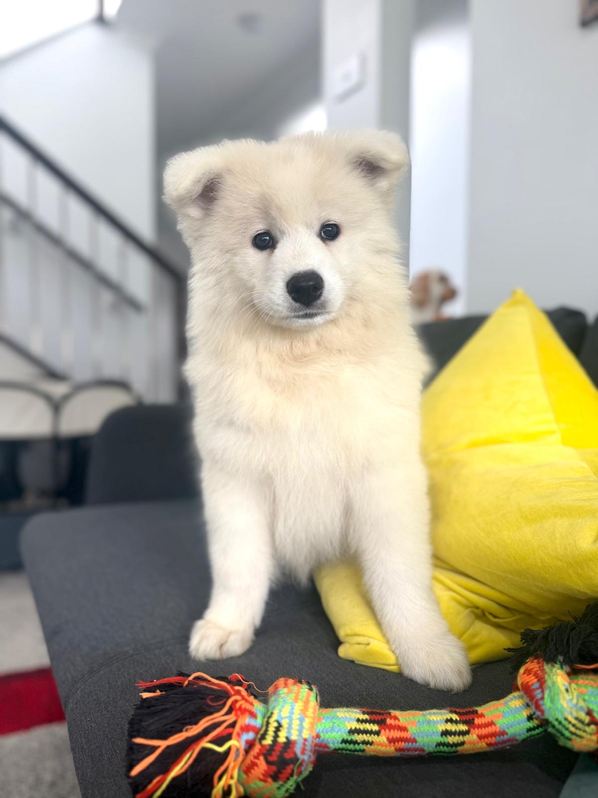 Samoyed