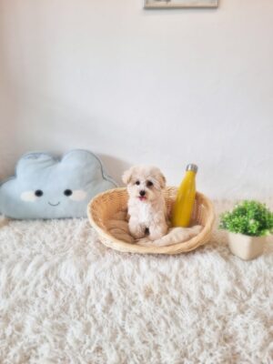 Tiny Poochon/Bichonpoo