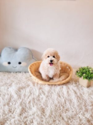 Poochon/Bichonpoo