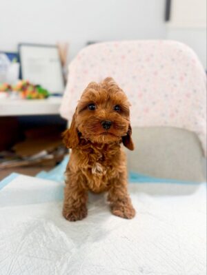 Cavapoo