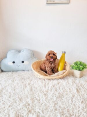 Cavapoo