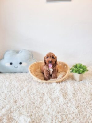 Cavapoo