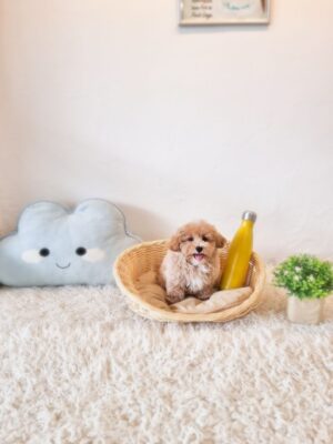 Maltipoo