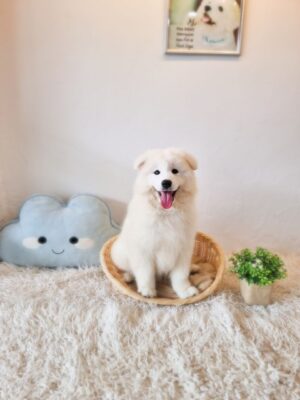 Samoyed